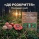 Нерозкриті капелюшки червоного мухомору 50 г LIS-469791 фото 1