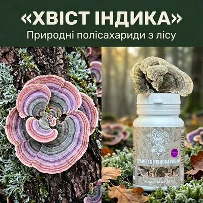 Гриб Траметес різнобарвний, екстракт 10:1, капсули 60 шт по 0.5 г