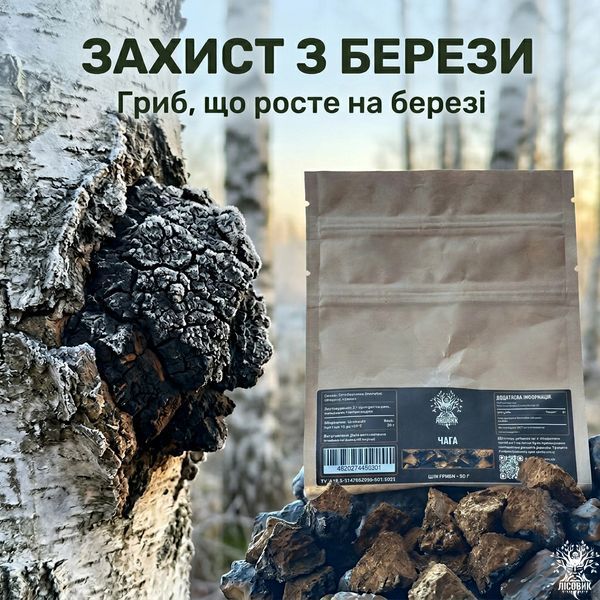 Гриб Чага березова, ціла 50г Мікродозинг фото