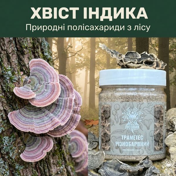 Траметес різнобарвний, мелений гриб 50 г Мікродозинг фото