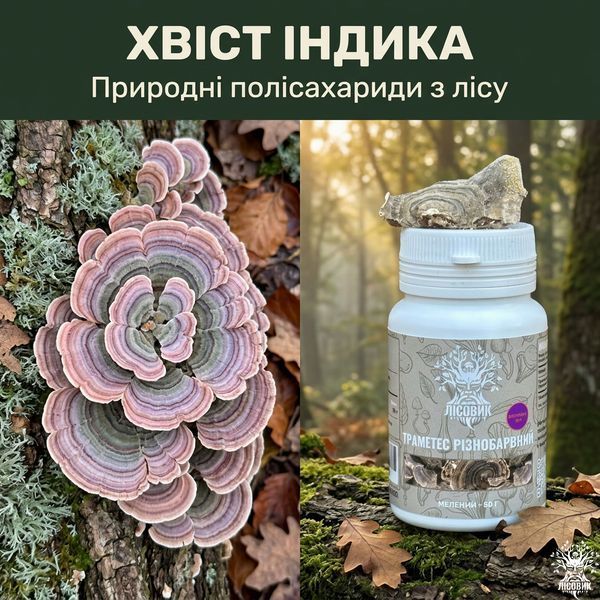 Траметес різнобарвний, екстракт 10:1, мелений 50 г Мікродозинг фото