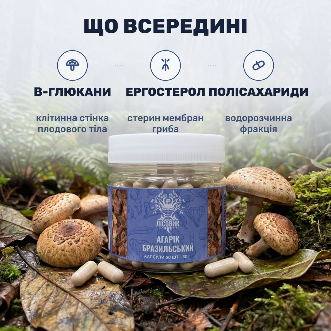 Капсули агарика бразильського Лісовик поряд із сушеними плодовими тілами гриба