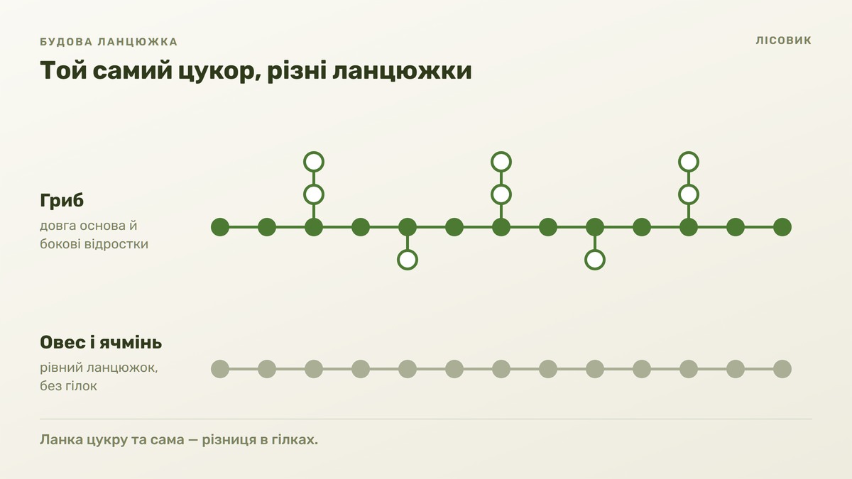 Дві схеми одна під одною на світлому тлі: угорі грибний бета-глюкан — довгий ряд зелених ланок цукру з короткими боковими відростками вгору й униз, підпис «гриб: довга основа й бокові відростки»; унизу зерновий — такий самий ряд сірих ланок, рівний, без жодного відростка, підпис «овес і ячмінь: рівний ланцюжок, без гілок»