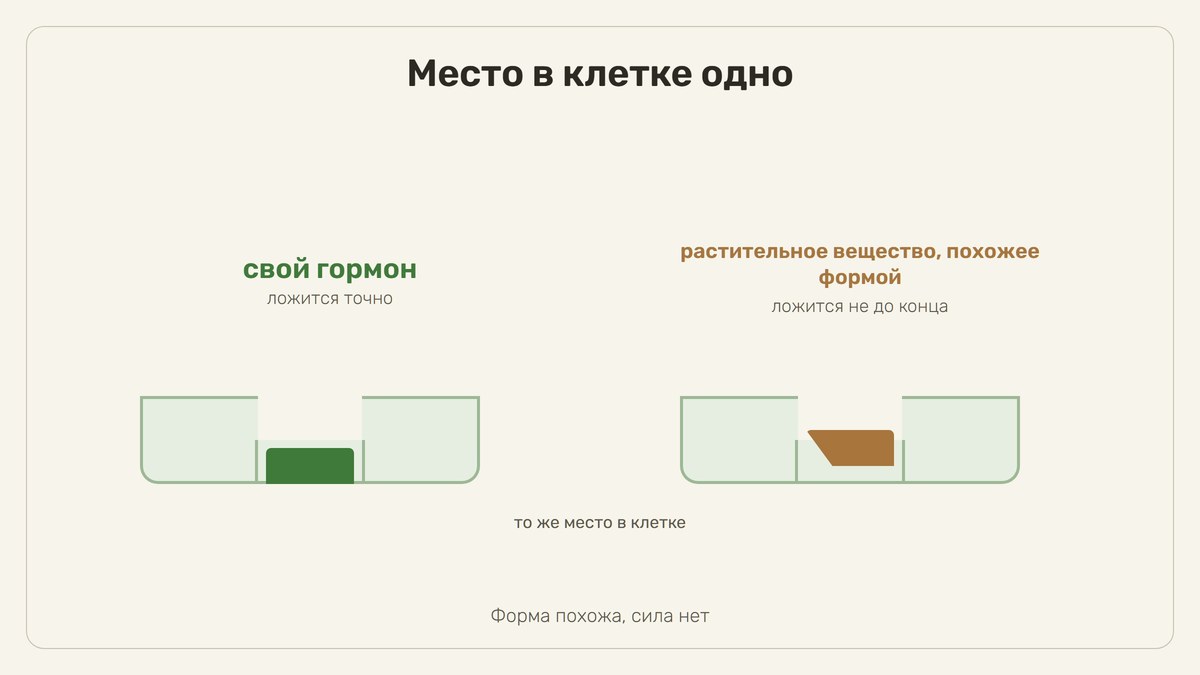 Схема: два одинаковых углубления в поверхности клетки. В левое зелёная фигурка села до самого дна, подпись «свой гормон, ложится точно»; в правое рыжая фигурка со срезанным углом не доходит до дна, под ней виден зазор, подпись «растительное вещество, похожее формой»; внизу строка «форма похожа, сила нет»