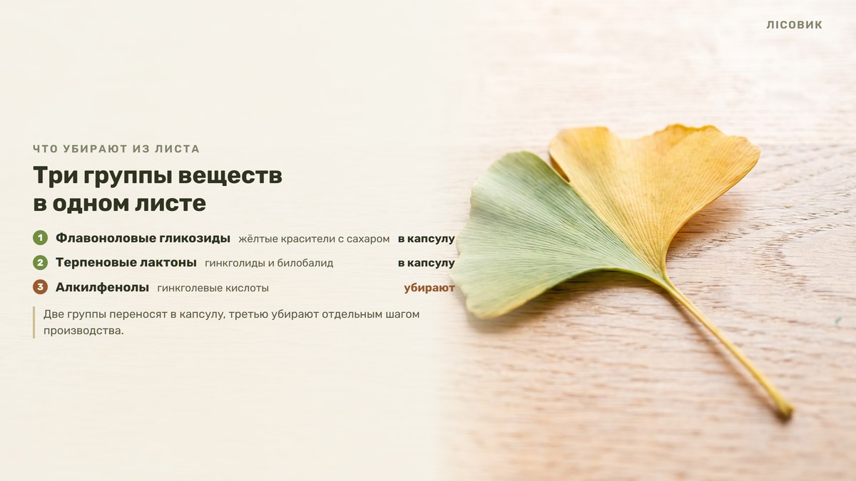 Схема Лісовик о том, что убирают из листа гинкго: три группы веществ в одном листе — флавоноловые гликозиды, жёлтые красители с сахаром, едут в капсулу; терпеновые лактоны, гинкголиды и билобалид, тоже едут в капсулу; алкилфенолы, гинкголевые кислоты, убирают отдельным шагом производства. Рядом на светлом дереве лежит один лист гинкго, наполовину зелёный, наполовину жёлтый, веер с разрезом посередине