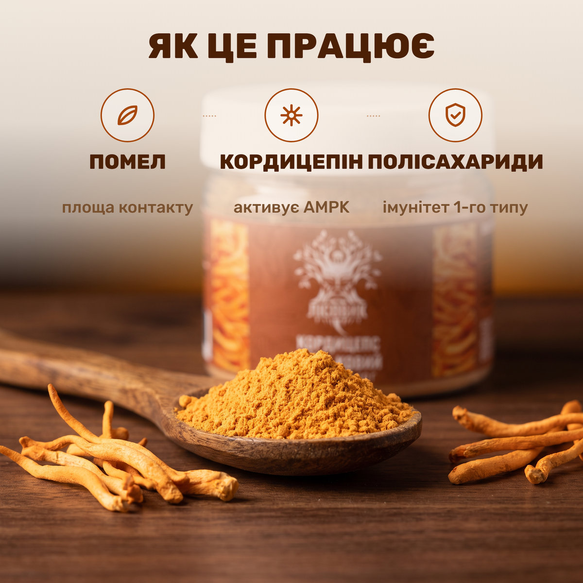 Мелений кордицепс військовий Лісовик у ложці на темному дереві