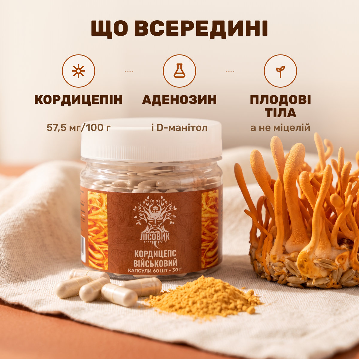 Капсули кордицепса військового Лісовик поряд з оранжевими плодовими тілами Cordyceps militaris