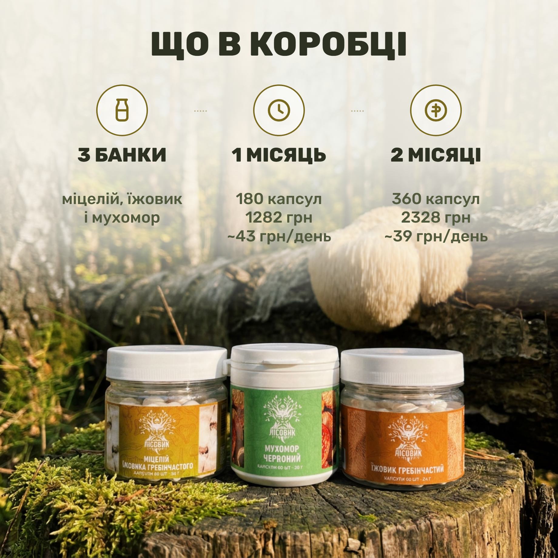 Курс MindBoost Лісовик: три банки — две формы ежовика и мухомор
