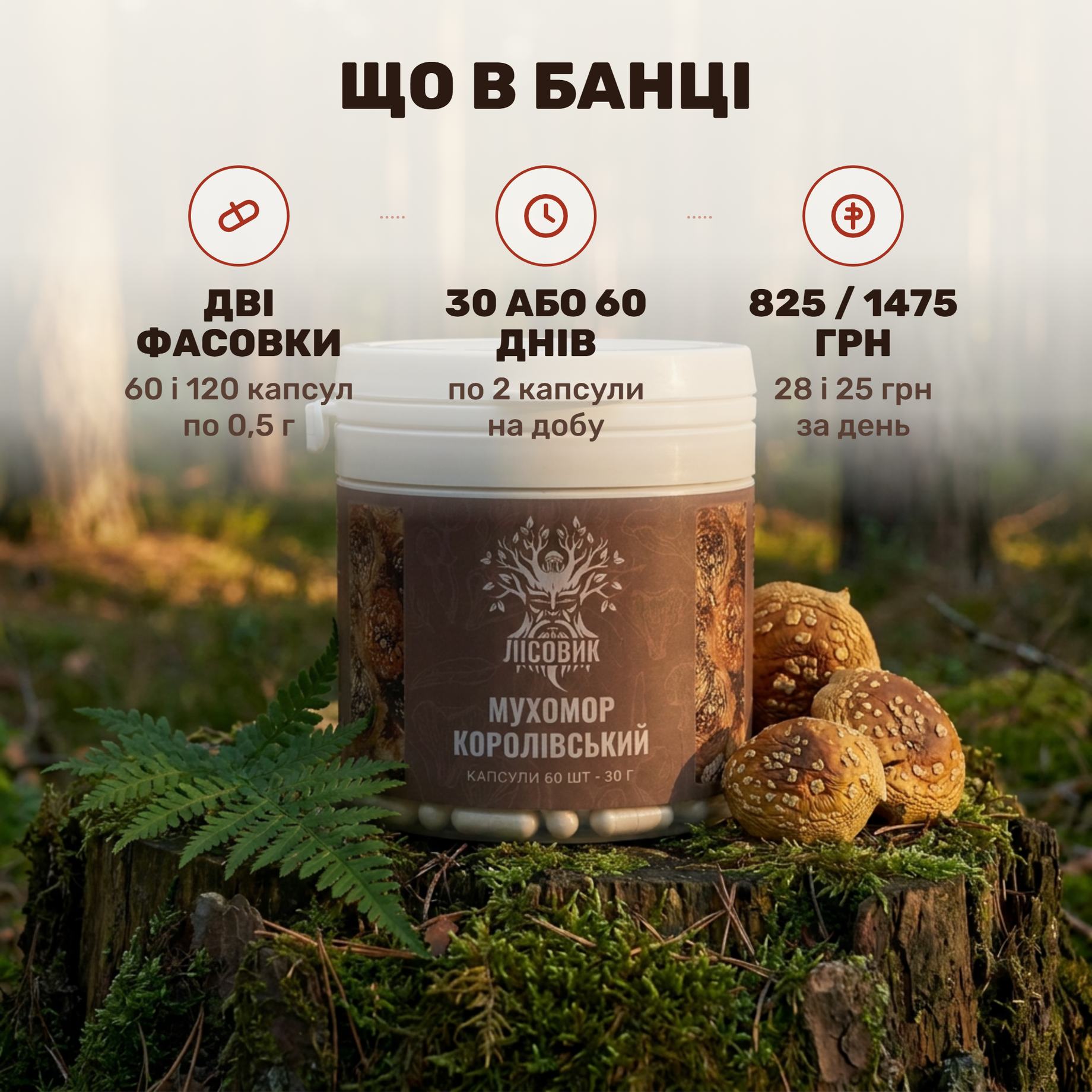 Королівський мухомор Лісовик — непрозора банка капсул по 0,5 г і сушені печінково-бурі капелюшки поруч