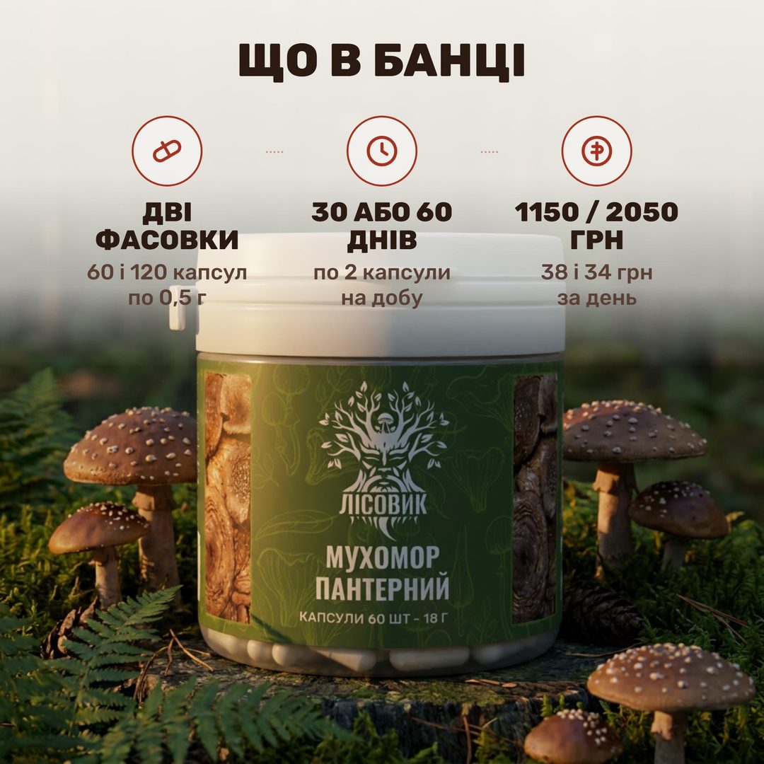 Мухомор пантерный Лісовик — непрозрачная банка капсул по 0,5 г и сушёные шляпки рядом