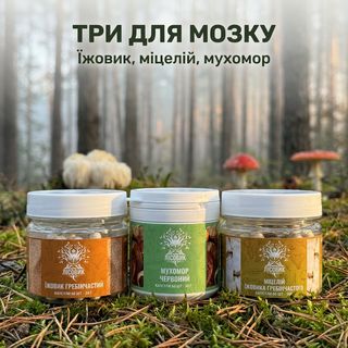 Курс MindBoost Лісовик — мухомор, їжовик та міцелій їжовика