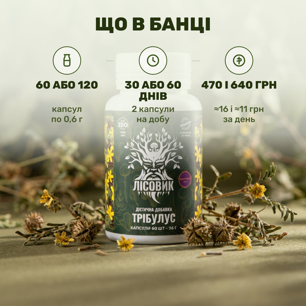Банка трибулуса Лісовик в капсулах рядом с жёлтыми цветами якорцев стелющихся