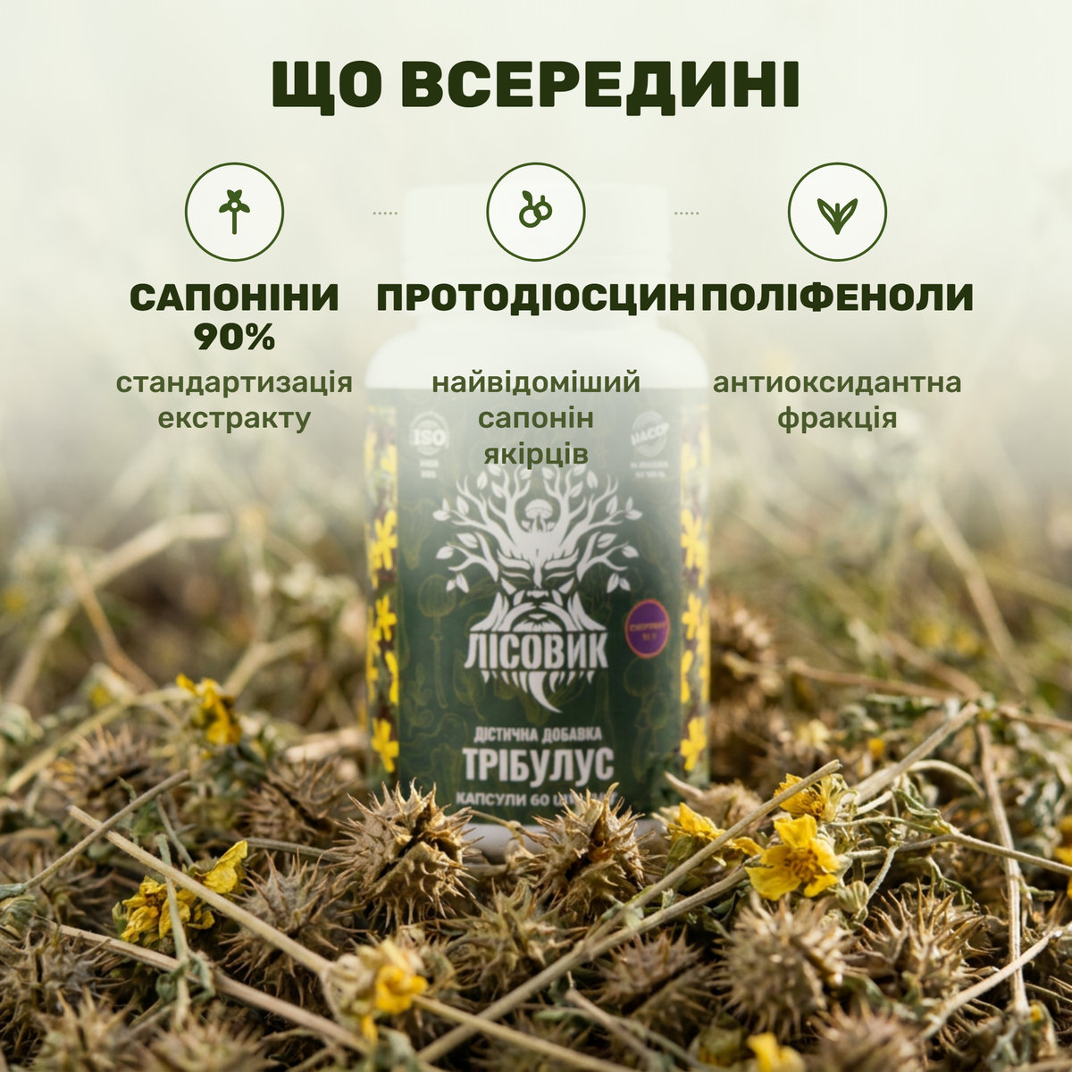 Цветы якорцев стелющихся рядом с капсулами трибулуса Лісовик
