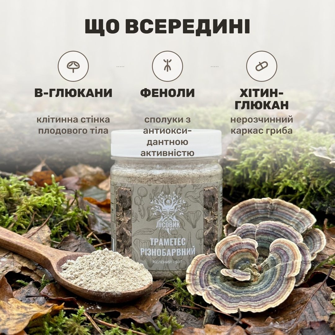 Молотый траметес разноцветный Лісовик — порошок в банке рядом с кусочками трутовика