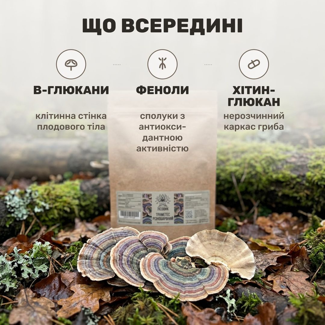 Траметес різнобарвний сушений Лісовик 50 г — цілі віяла гриба «хвіст індички»