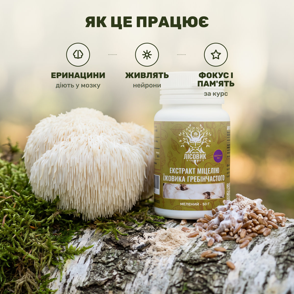 Мелений концентрат міцелію їжовика гребінчастого й банка порошку Лісовик на тлі грибної грибниці