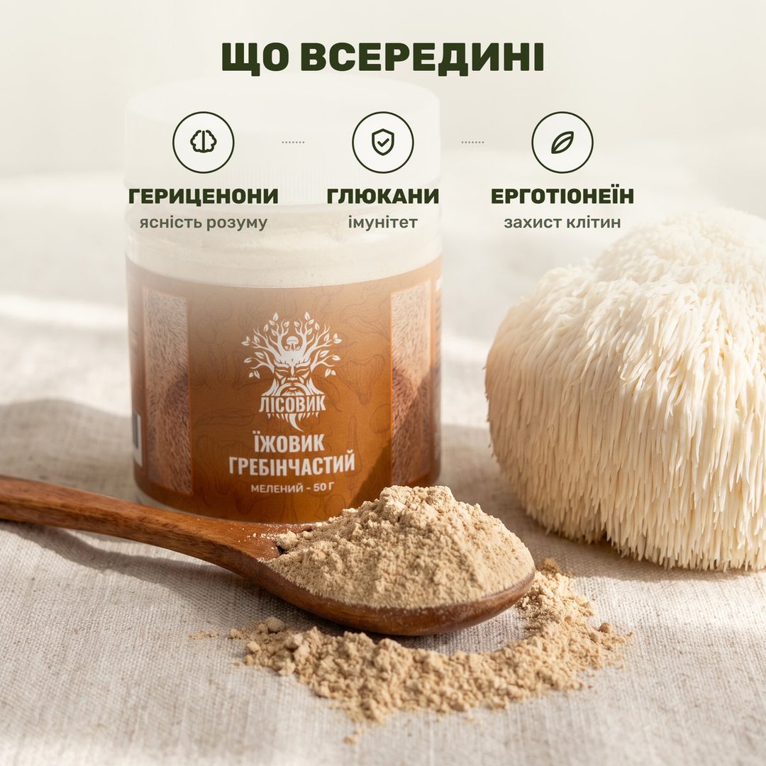 Бело-кремовый гриб ежовик гребенчатый крупным планом и прозрачная банка молотого порошка Лісовик на фоне лесного дерева