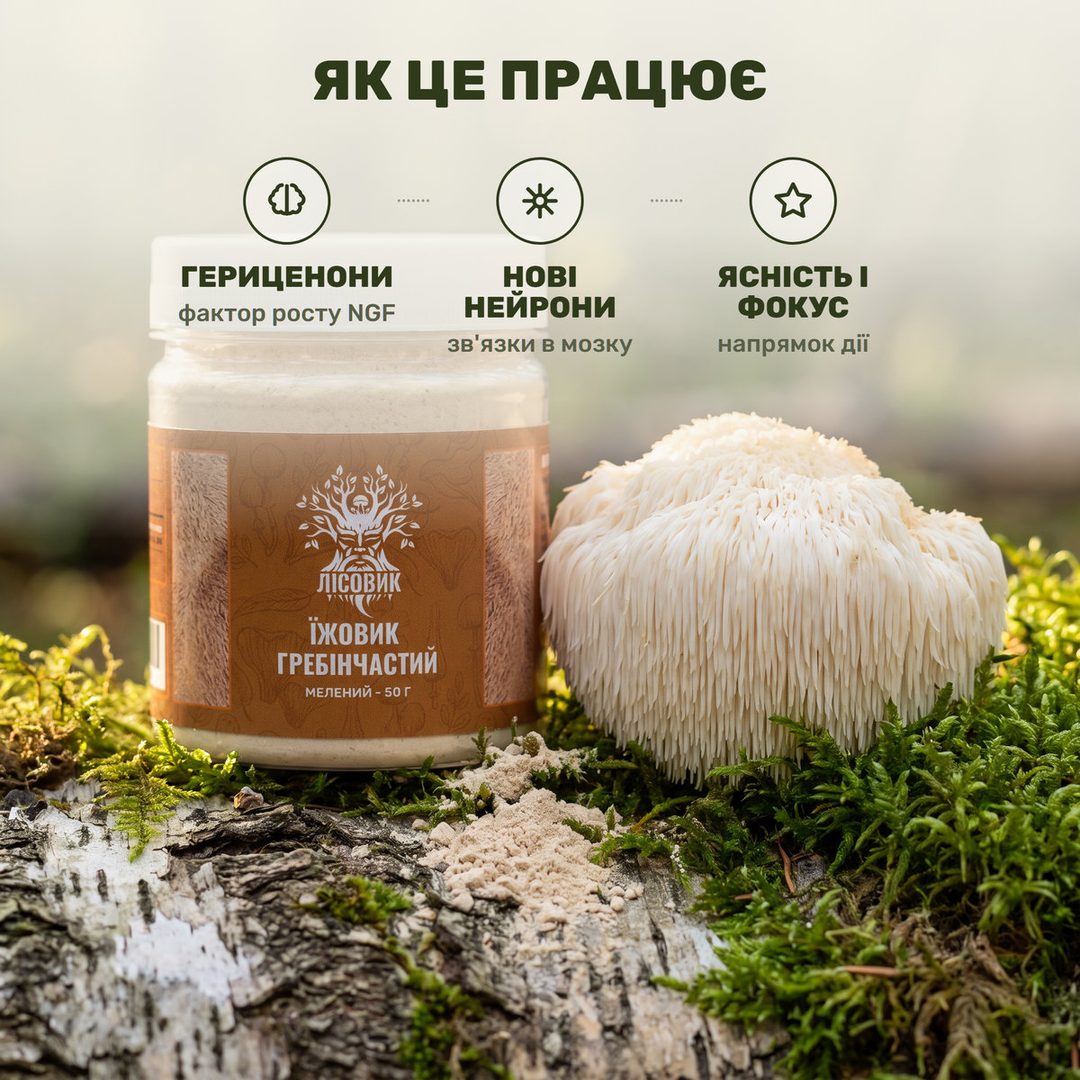 Бело-кремовый гриб ежовик гребенчатый и прозрачная банка молотого порошка Лісовик на фоне лесного света