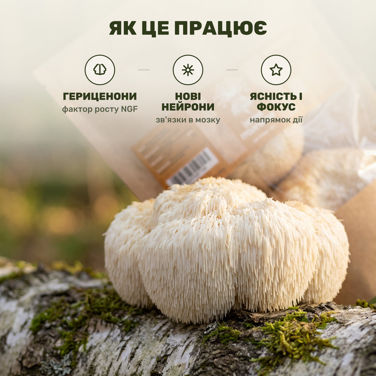 Біло-кремове плодове тіло їжовика гребінчастого крупним планом і банка Лісовик на тлі лісової кори